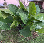 The Wellspring Gardens Dark Star Elephant Ear (Alocasia), a large, cold-hardy tropical plant with broad glossy green leaves, stands in a grassy yard near a house under a light pink sky, with palm trees in the background.