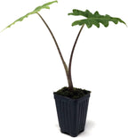 The Malaysian Monster Elephant Ear (Alocasia porteii) by Wellspring Gardens features two long stems with large, deeply lobed green leaves in a black plastic pot—an eye-catching centerpiece for your space.