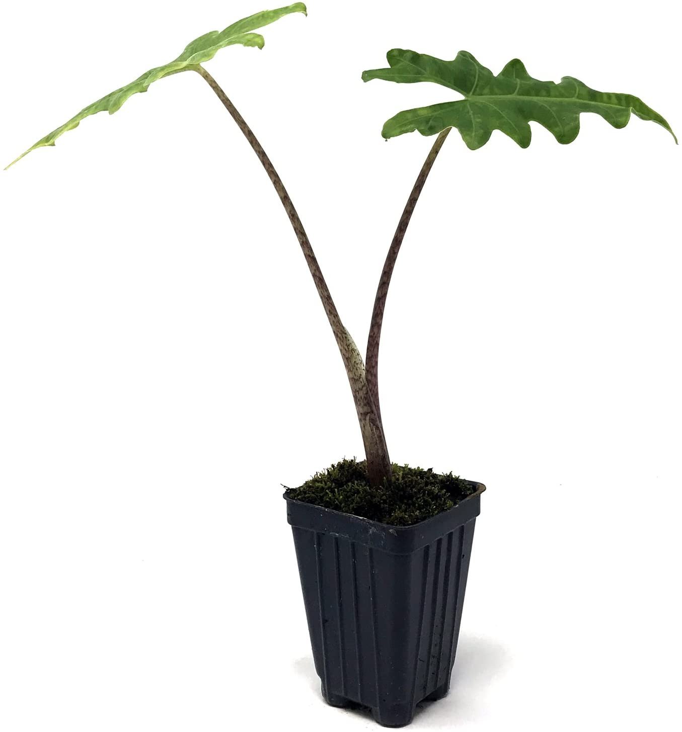The Malaysian Monster Elephant Ear (Alocasia porteii) by Wellspring Gardens features two long stems with large, deeply lobed green leaves in a black plastic pot—an eye-catching centerpiece for your space.