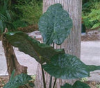 The Wellspring Gardens Yucatán Princess Elephant Ear (Alocasia sarawakensis) features large, dark green, heart-shaped leaves on tall stems, standing out before a tree with sidewalk and lush greenery behind.