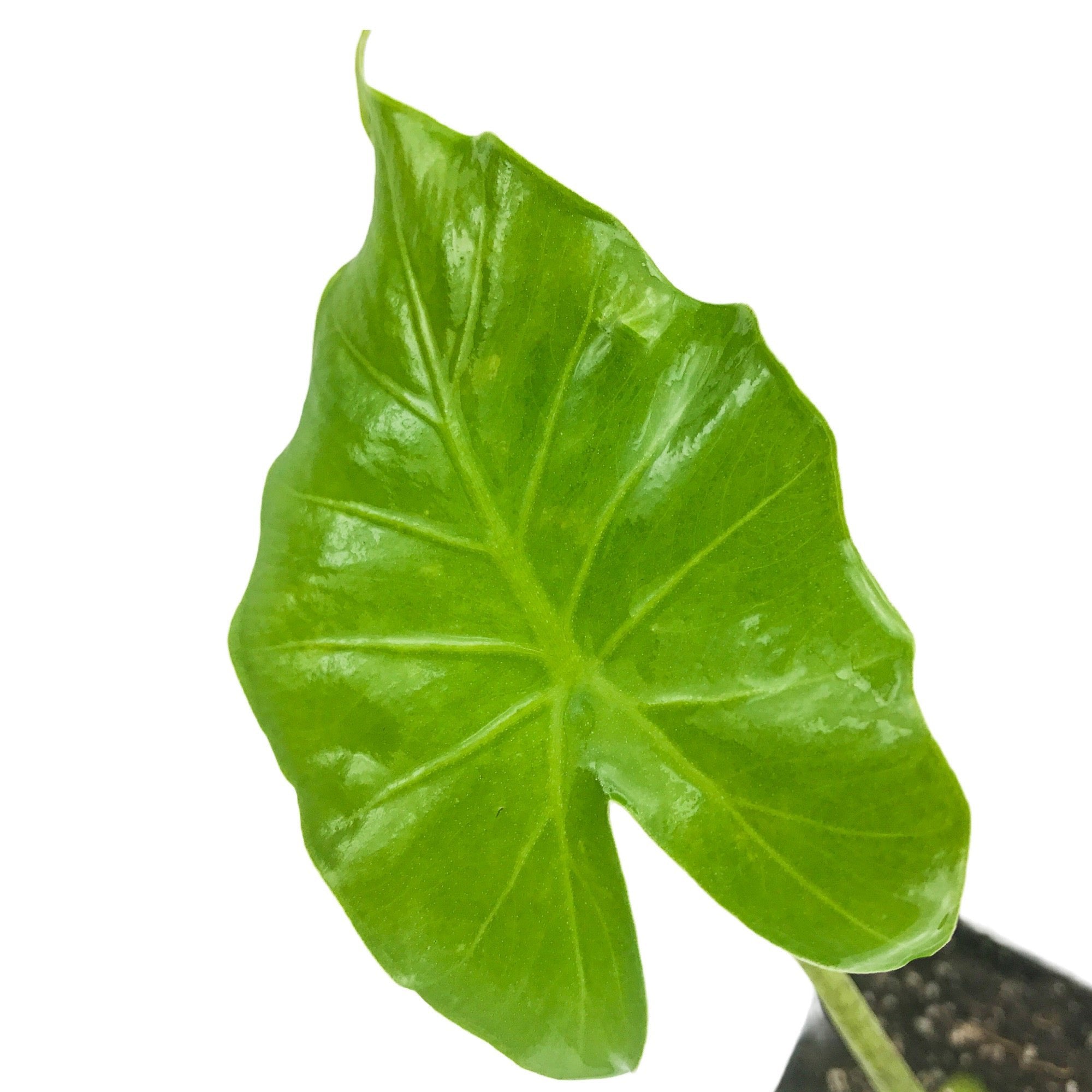 A single glossy, bright green, heart-shaped leaf with wavy edges from the Tyrion Elephant Ear (Alocasia) by Wellspring Gardens in a pot against a white background. Ideal for adding interest to any shade garden.