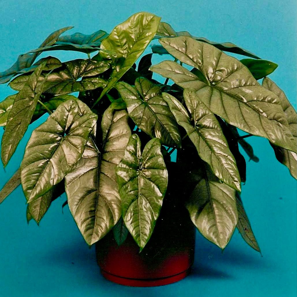 A healthy Corazon Elephant Ear (Aquino) - Alocasia heterophylla by Wellspring Gardens, with large glossy arrow-shaped green leaves, sits lush in a dark red pot against a bright blue background.
