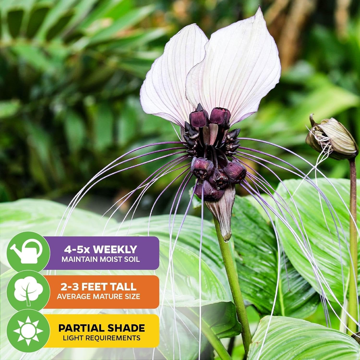 White Bat Live Flowering Plant - Tacca integrifolia