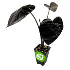 The Wellspring Gardens Electric Blue Gecko Elephant Ear (Colocasia) is a small potted plant with large, dark, glossy heart-shaped leaves. The pot has a green and white logo, set against a plain white background.