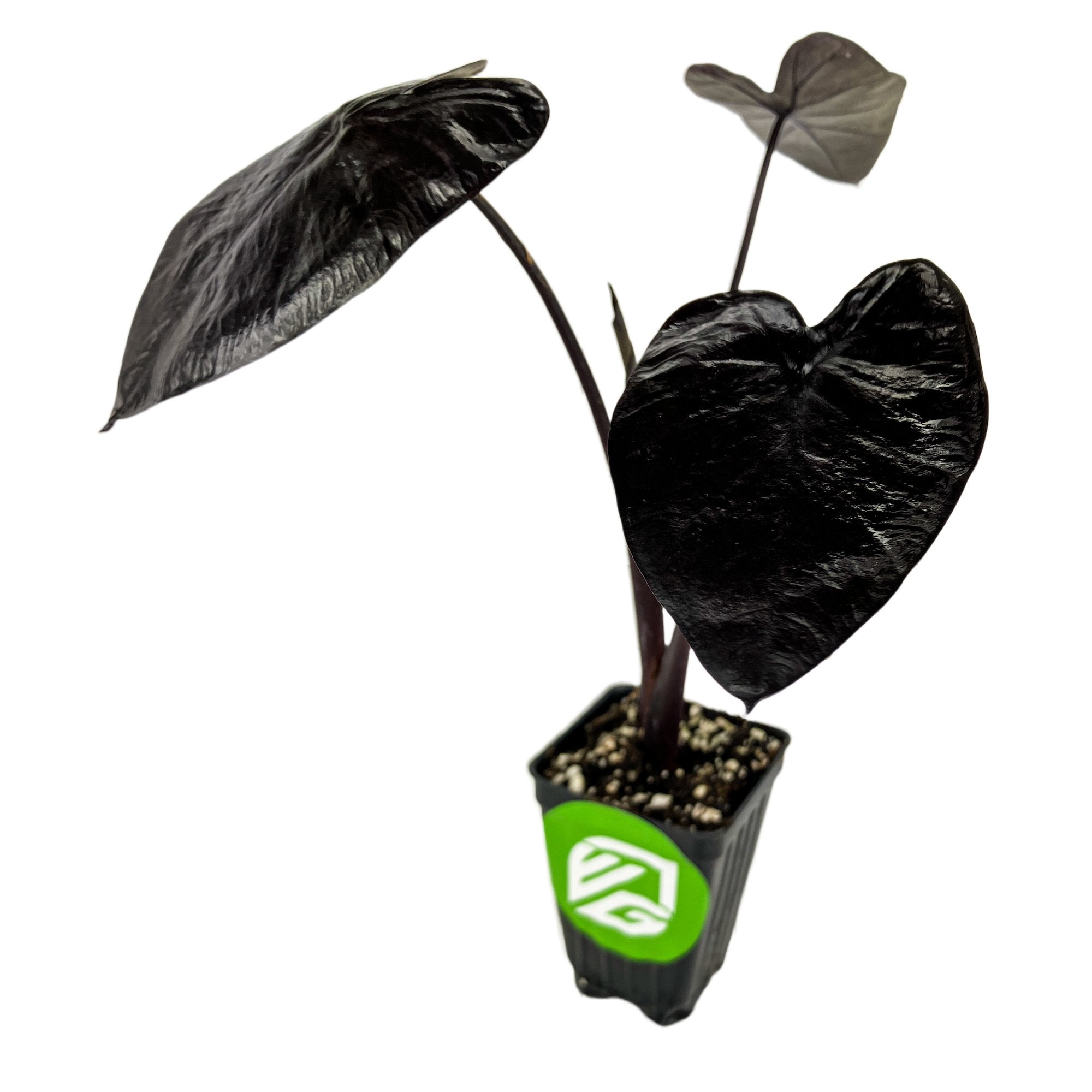 The Wellspring Gardens Electric Blue Gecko Elephant Ear (Colocasia) is a small potted plant with large, dark, glossy heart-shaped leaves. The pot has a green and white logo, set against a plain white background.