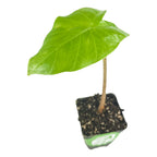 A Wellspring Gardens Kuching Mask ppaf Elephant Ear Taro (Alocasia) seedling with dark green leaves and a slender stem grows in a small black pot of soil, shown isolated against a white background.