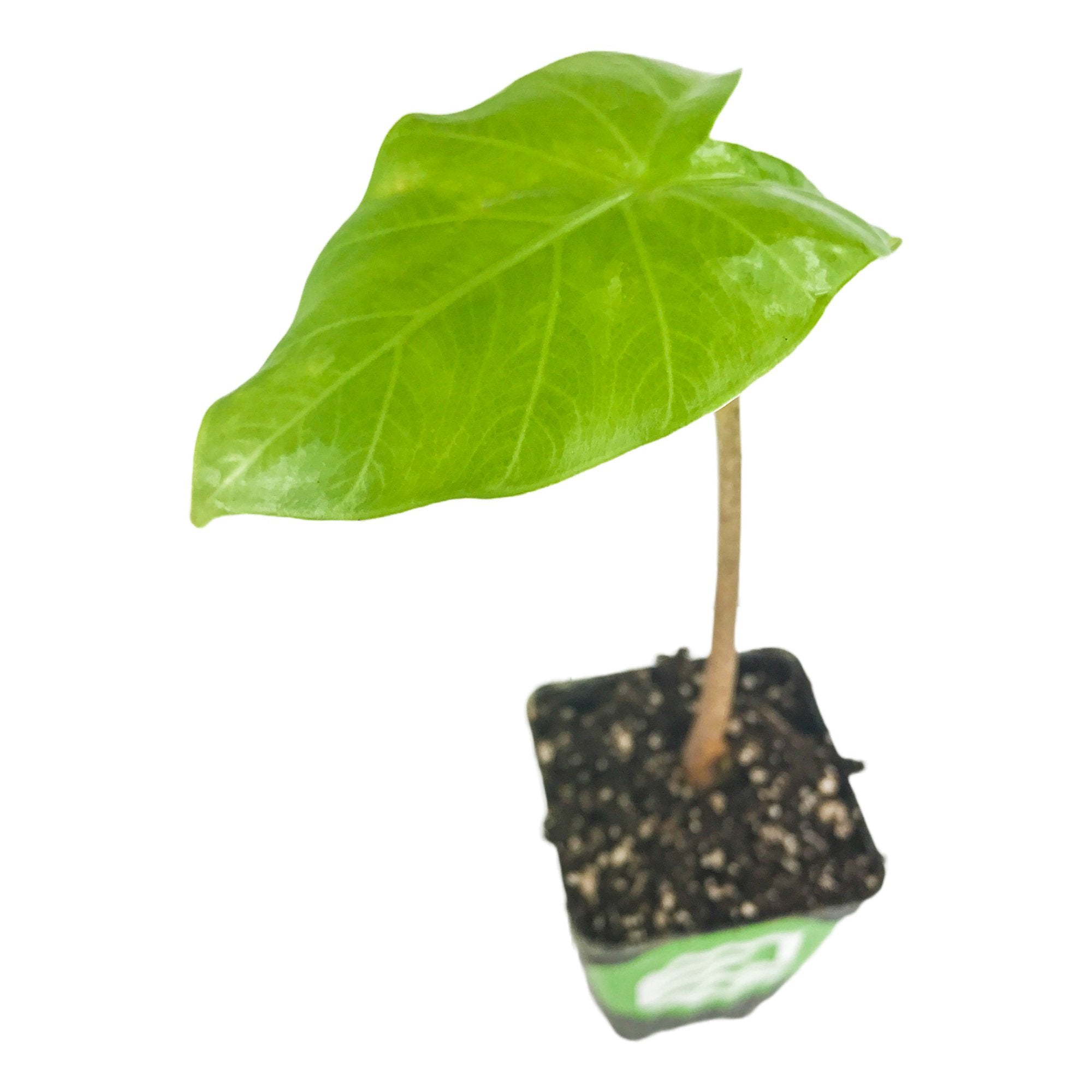 A Wellspring Gardens Kuching Mask ppaf Elephant Ear Taro (Alocasia) seedling with dark green leaves and a slender stem grows in a small black pot of soil, shown isolated against a white background.
