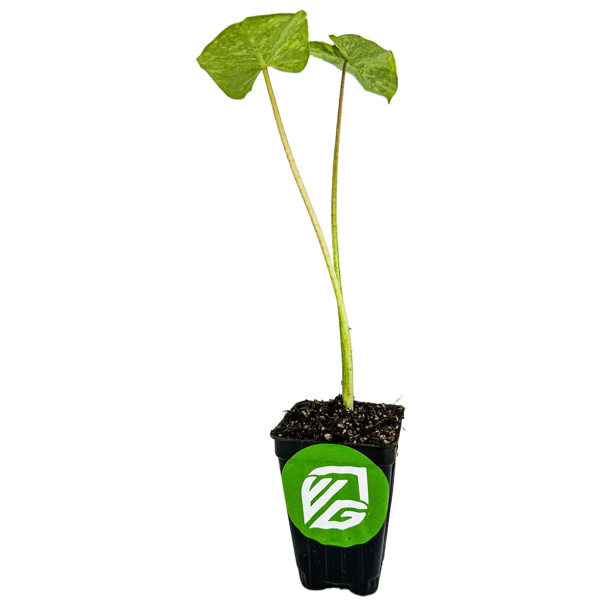 A young Morning Dew Elephant Ear (Colocasia esculenta) from Wellspring Gardens sits in a small black plastic pot with soil. The pot has a green and white logo sticker, two thin stems, and three large green leaves. Background is white.
