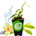 A Super Variegated Vanilla Bean Orchid (Vanilla planifolia variegata) from Wellspring Gardens, in a black pot with a green and white logo, sits before water splashes, vanilla flowers, pods, and an extra leaf.