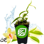 A Super Variegated Vanilla Bean Orchid (Vanilla planifolia variegata) from Wellspring Gardens, in a black pot with a green and white logo, sits before water splashes, vanilla flowers, pods, and an extra leaf.