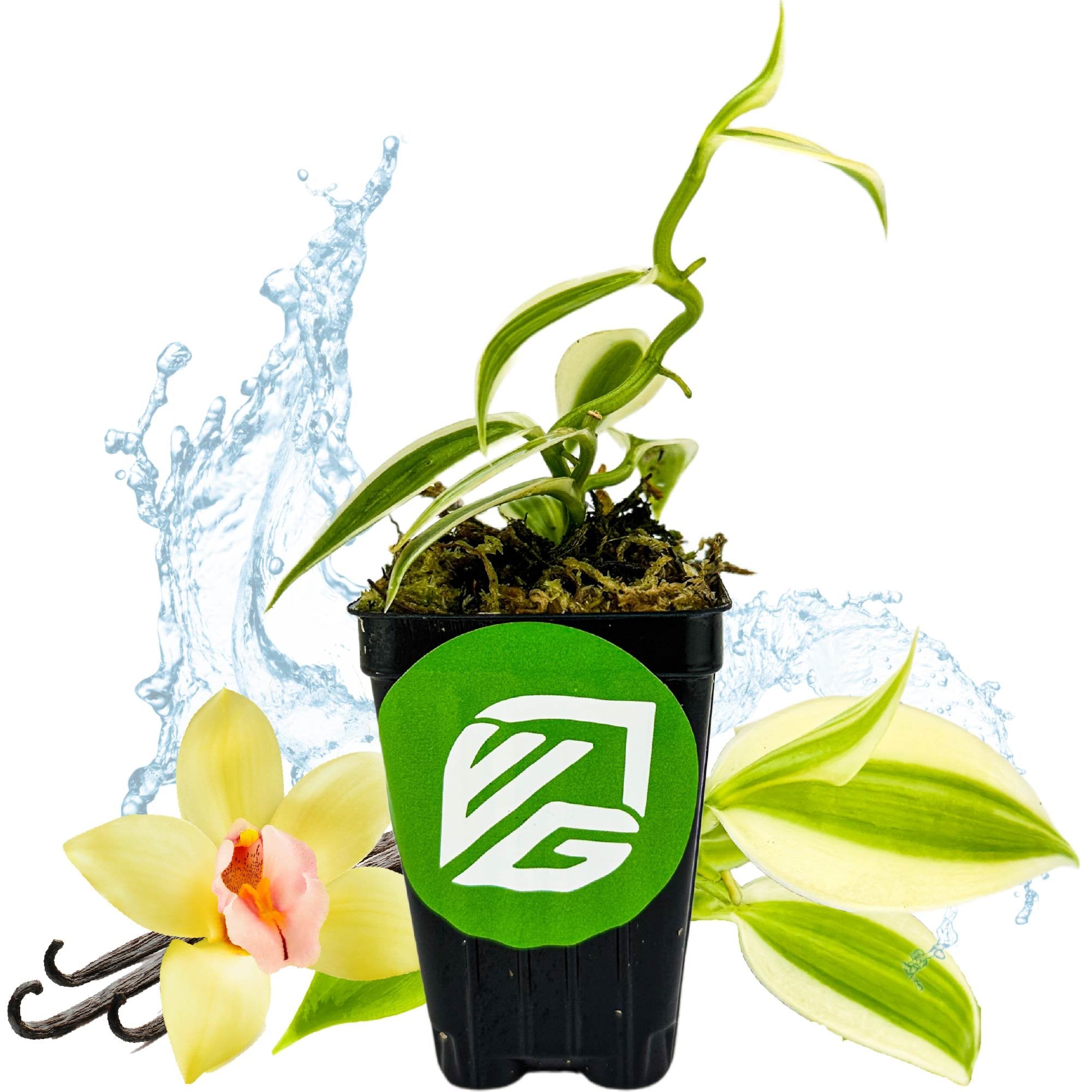 A Super Variegated Vanilla Bean Orchid (Vanilla planifolia variegata) from Wellspring Gardens, in a black pot with a green and white logo, sits before water splashes, vanilla flowers, pods, and an extra leaf.
