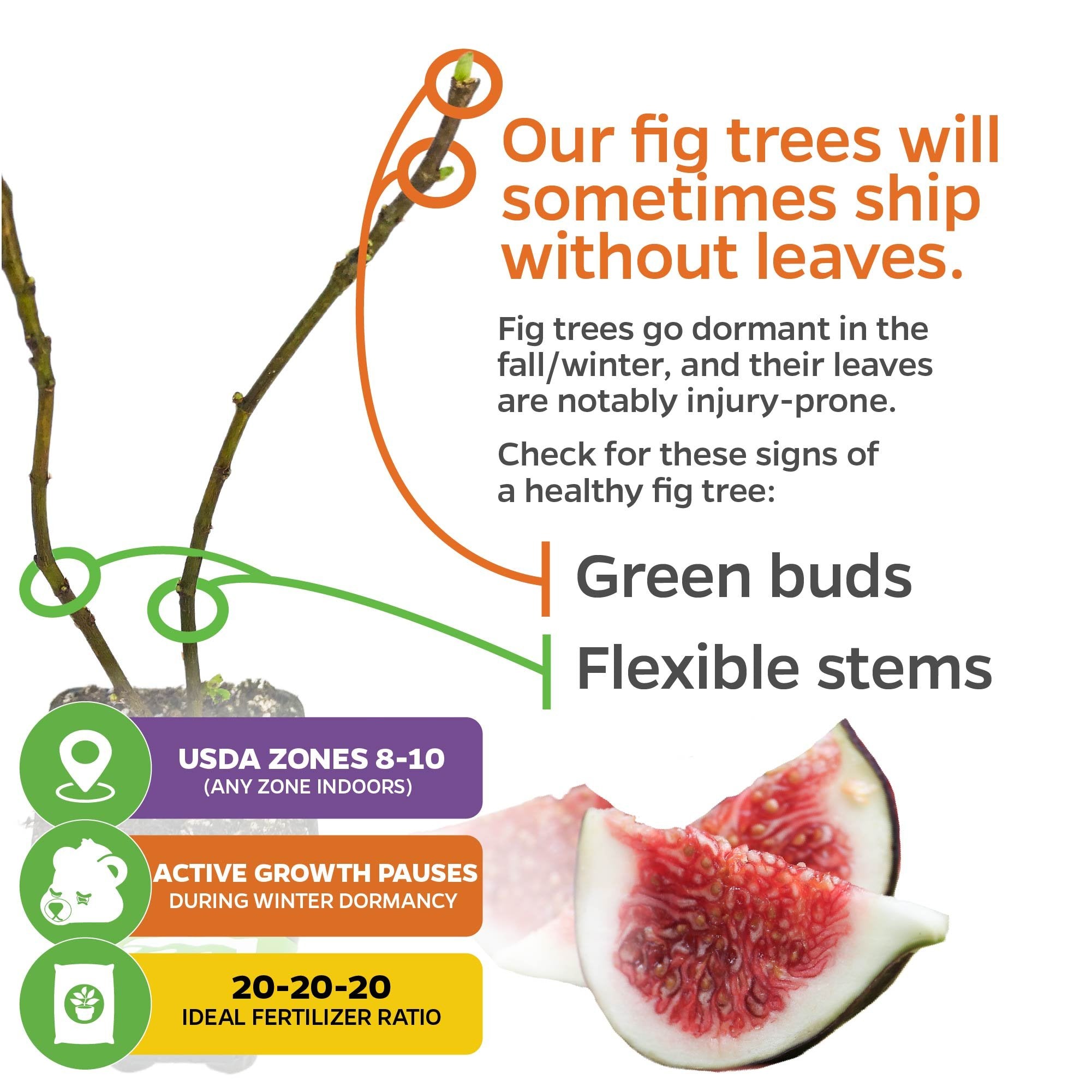Close-up of a bare Black Mission Fig - Ficus carica branch with green buds and sliced fruit by Wellspring Gardens. Note: Fig trees may ship leafless in winter; info covers health, USDA zones, dormancy, and fertilizer needs.