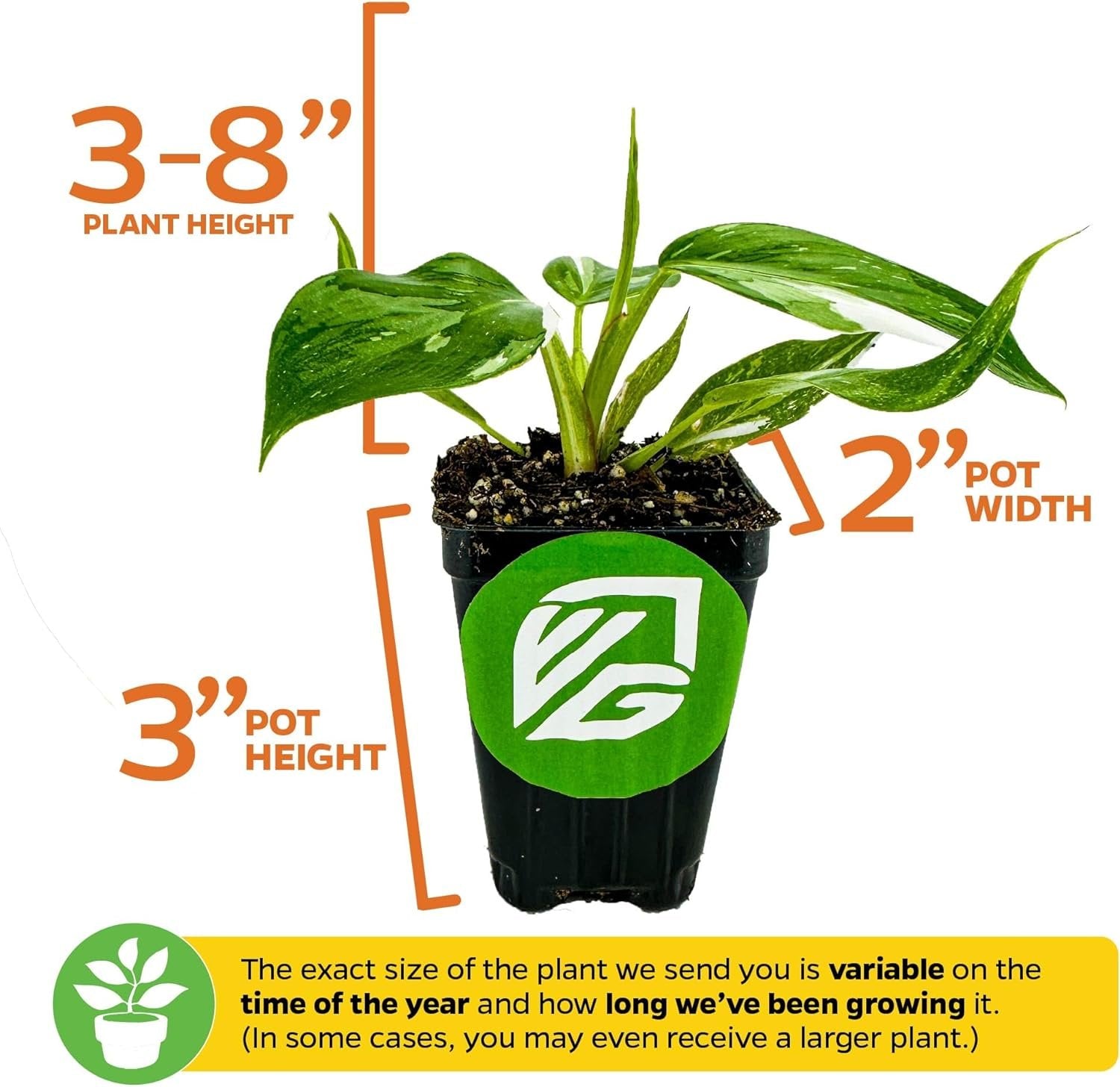 Wellspring Gardens’ Philodendron 'White Princess' (Philodendron erubescens) is a rare variegated plant with green leaves in a 3"x2" plastic pot. Plant height ranges from 3-8". Size varies by age and season—unique for any collection.