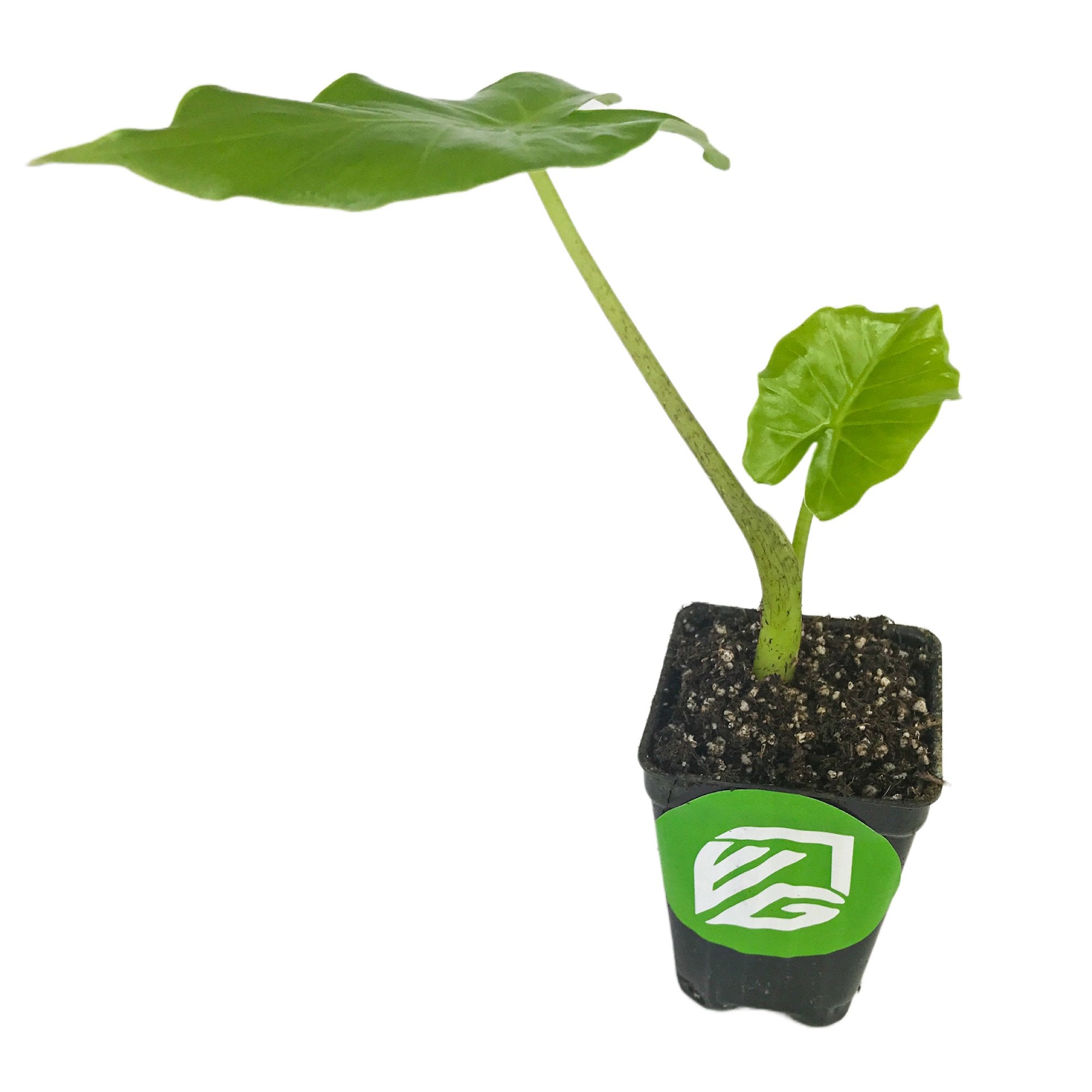 A young Tyrion Elephant Ear - Alocasia from Wellspring Gardens, with two large heart-shaped leaves, grows in a small black pot with a green and white logo, set against a white background—ideal for shade gardens.