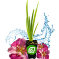 A Wellspring Gardens Peaches and Wine Iris, a small potted flowering plant with long green leaves in a black pot with a green and white logo, is shown in front of water splashes and two large pink blooms on a white background.