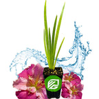 A Wellspring Gardens Peaches and Wine Iris, a small potted flowering plant with long green leaves in a black pot with a green and white logo, is shown in front of water splashes and two large pink blooms on a white background.