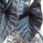 Close-up of large, dark purple-black, heart-shaped leaves with prominent veins from Wellspring Gardens’ Electric Blue Gecko Elephant Ear (Colocasia), growing in a pot with visible soil and white perlite.