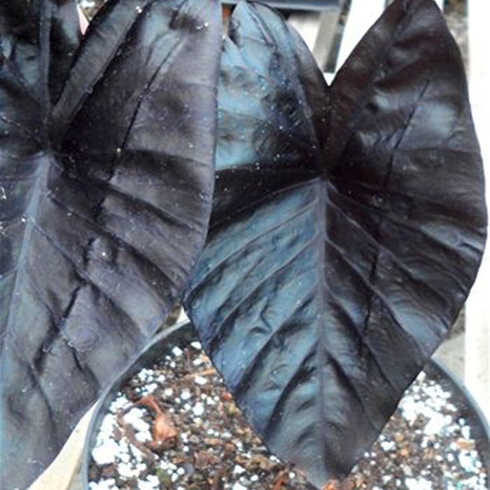 Close-up of large, dark purple-black, heart-shaped leaves with prominent veins from Wellspring Gardens’ Electric Blue Gecko Elephant Ear (Colocasia), growing in a pot with visible soil and white perlite.