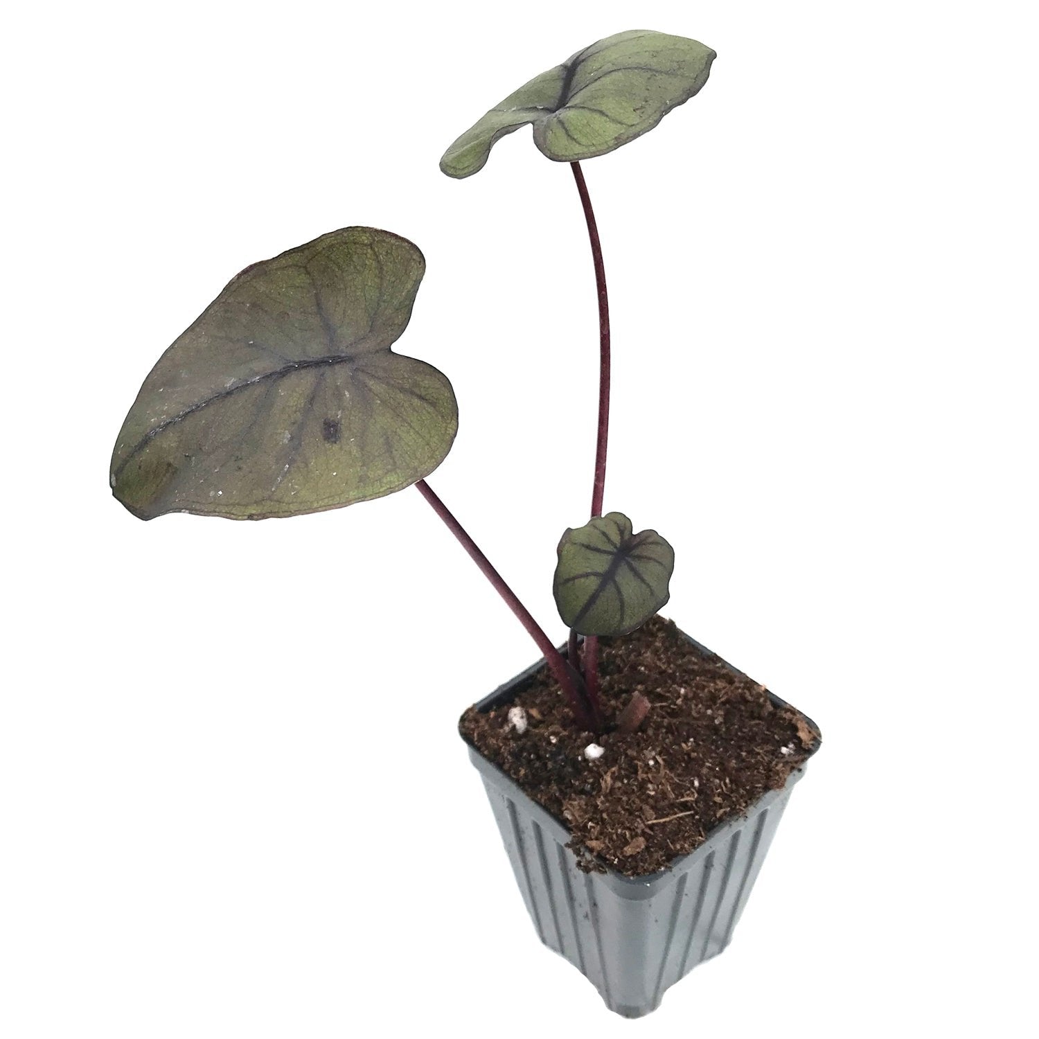 A Wellspring Gardens Dragon Heart Gigante™ Elephant Ear (Colocasia), a shade-loving plant with three heart-shaped dark green leaves on reddish stems, sits in a black plastic pot filled with soil against a white background.