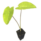 A Wellspring Gardens Elena Elephant Ear (Colocasia esculenta) with two large, heart-shaped green leaves grows in a black plastic pot filled with soil, shown against a white background.