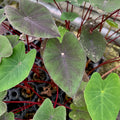Close-up of Tea Party Elephant Ear (Colocasia esculenta) by Wellspring Gardens: heart-shaped green and purple-black leaves with red stems growing in a tray. Mature leaves show small spots and holes; more foliage and tray are visible in the background.