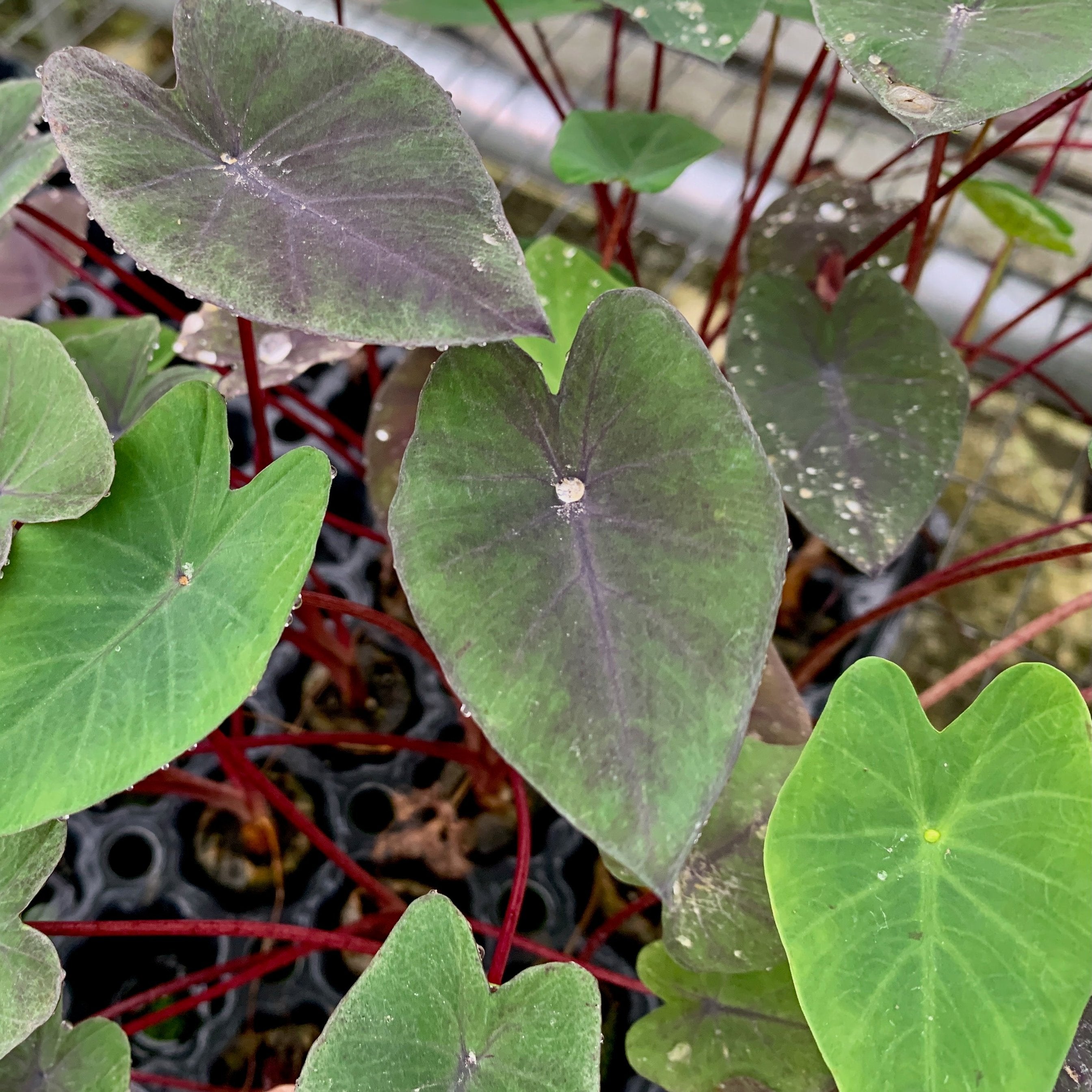 Close-up of Tea Party Elephant Ear (Colocasia esculenta) by Wellspring Gardens: heart-shaped green and purple-black leaves with red stems growing in a tray. Mature leaves show small spots and holes; more foliage and tray are visible in the background.