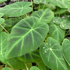 Close-up of lush, green Imperial Gigante Elephant Ear (Colocasia) by Wellspring Gardens featuring prominent veins and water droplets, highlighting its fresh and vibrant look.