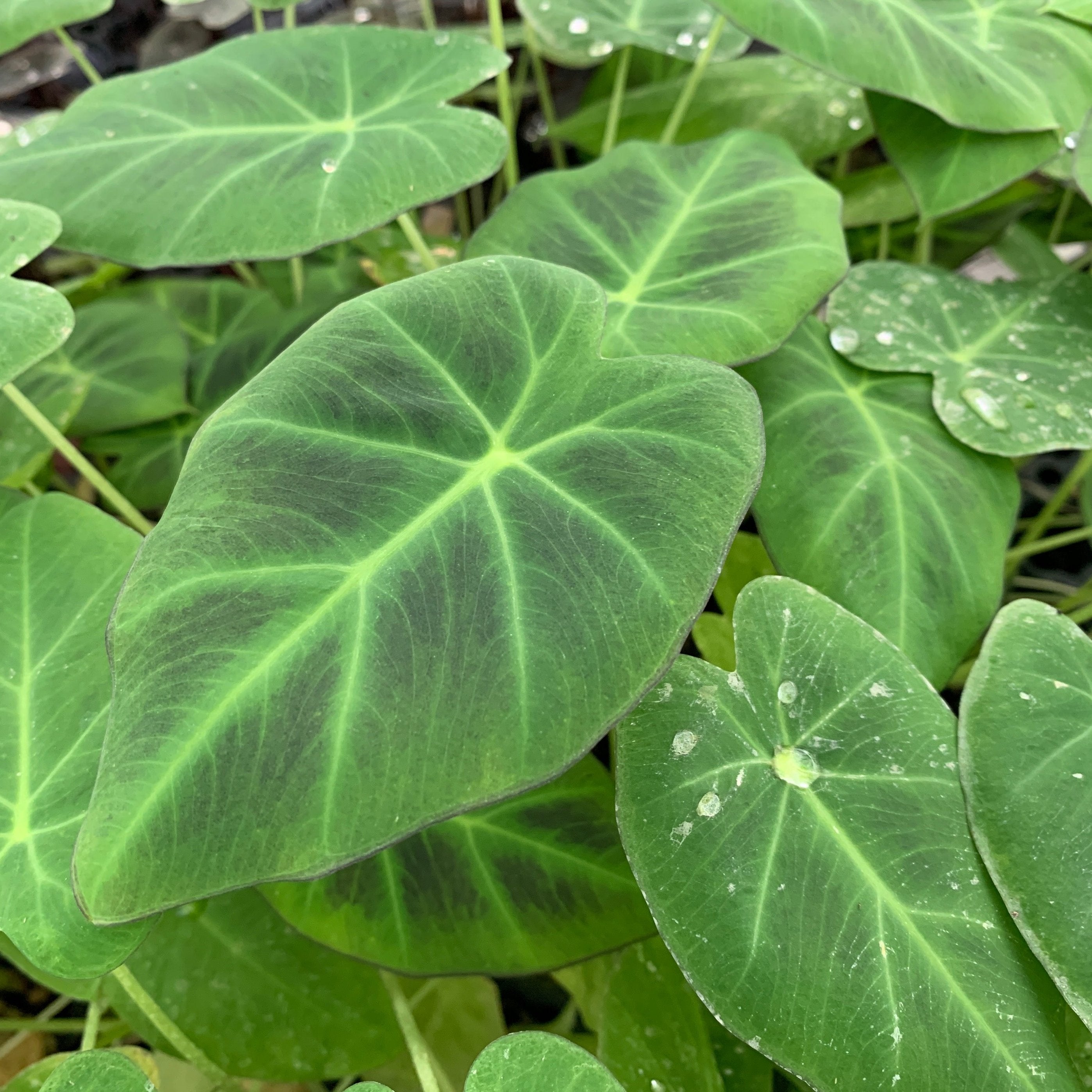 Close-up of lush, green Imperial Gigante Elephant Ear (Colocasia) by Wellspring Gardens featuring prominent veins and water droplets, highlighting its fresh and vibrant look.