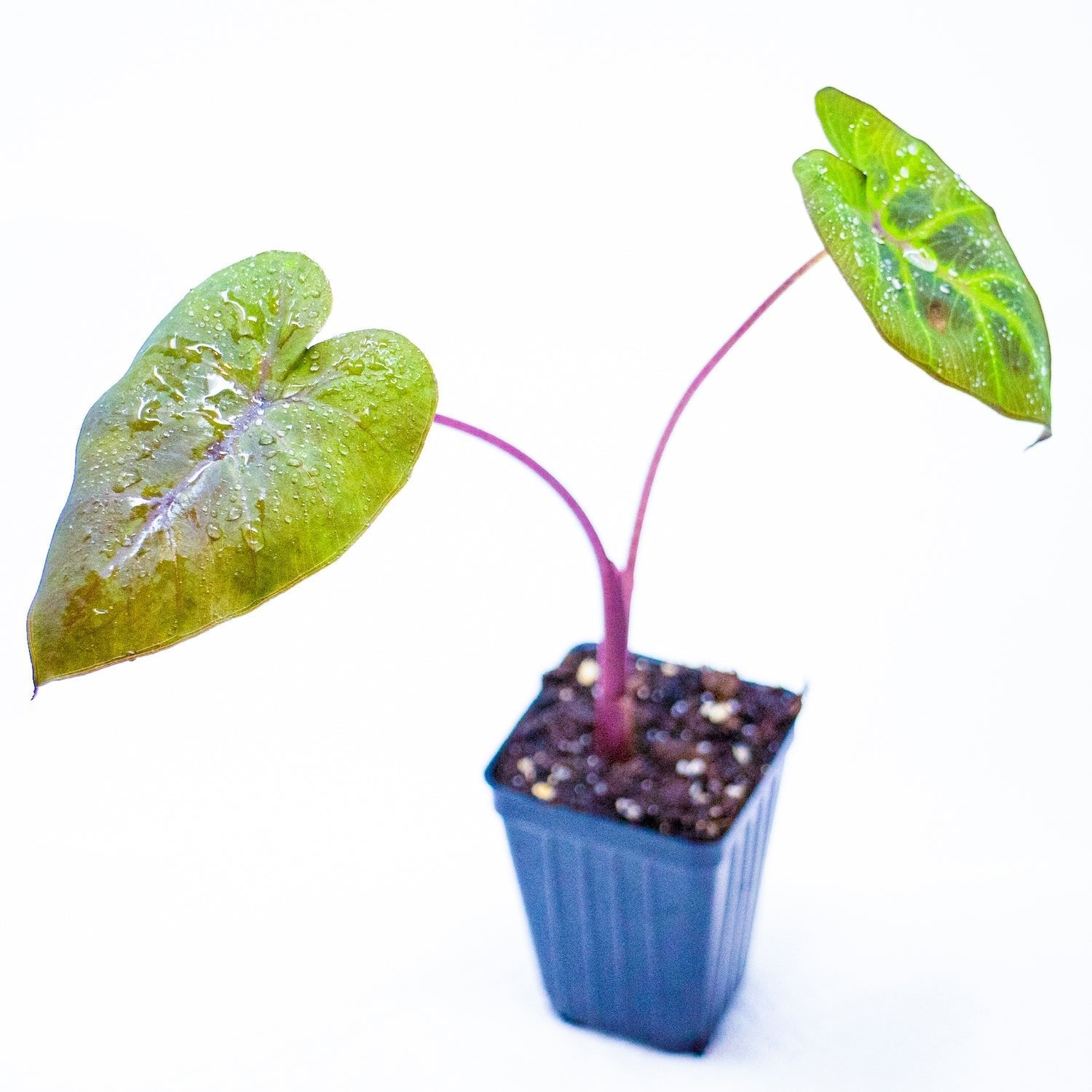 A small potted Noble Gigante™ Elephant Ear by Wellspring Gardens features two large, heart-shaped green leaves on reddish stems with visible water droplets, set against a white background, highlighting the impressive mature size of this trademarked Colocasia variety.