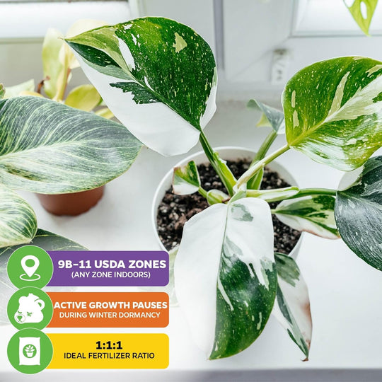 Philodendron 'White Princess' Variegated Live Plant - Philodendron erubescens