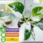 The Wellspring Gardens Philodendron 'White Princess' Variegated Live Plant (Philodendron erubescens) thrives in USDA zones 9B–11, needs winter dormancy, and prefers a balanced 1:1:1 fertilizer. Displayed potted on a white surface by a window.