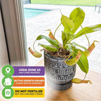 A Wellspring Gardens Lemon Alata Live Carnivorous Pitcher Plant (Nepenthes alata) in a decorative pot sits by a window. Icons read: Any USDA zone indoors, winter dormancy pause, and don’t fertilize—feed bugs instead.