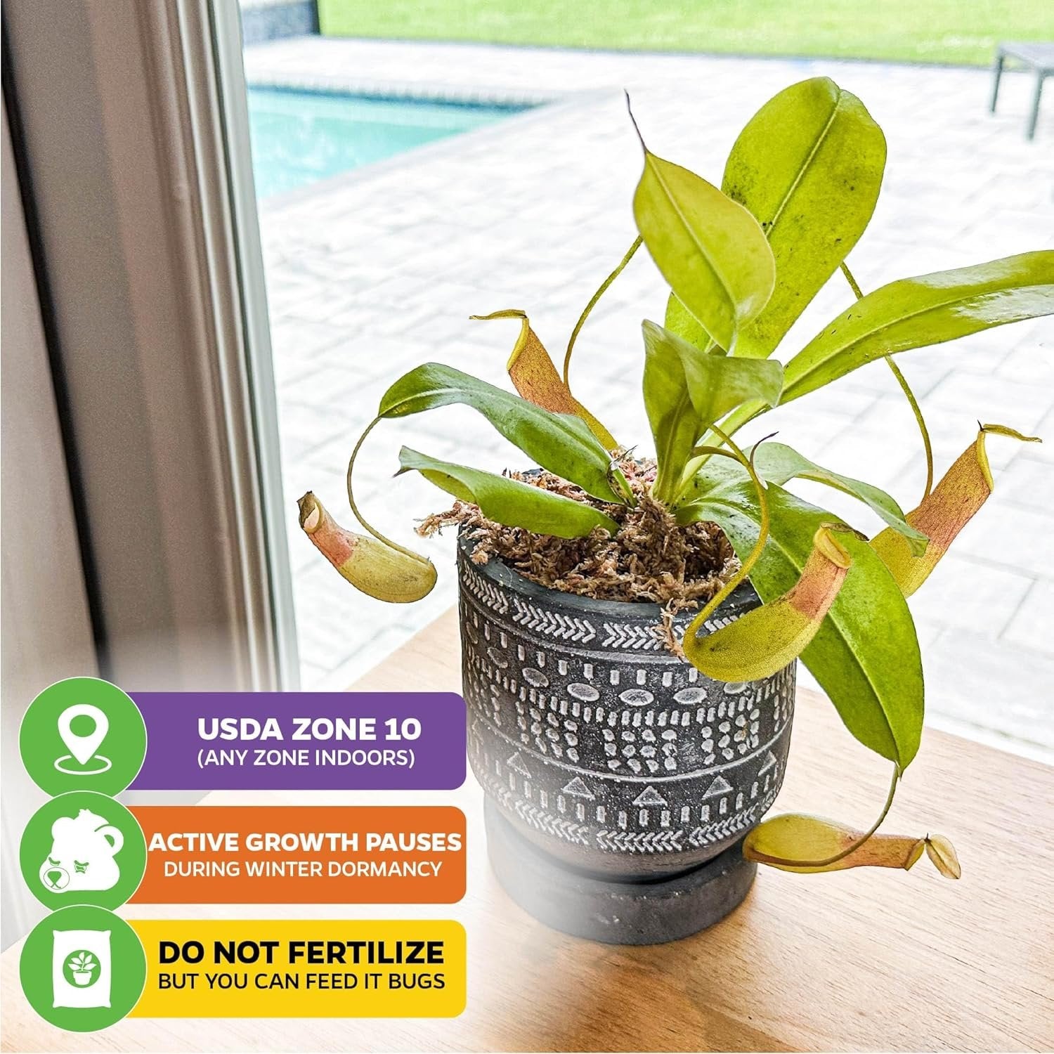 A Wellspring Gardens Lemon Alata Live Carnivorous Pitcher Plant (Nepenthes alata) in a decorative pot sits by a window. Icons read: Any USDA zone indoors, winter dormancy pause, and don’t fertilize—feed bugs instead.