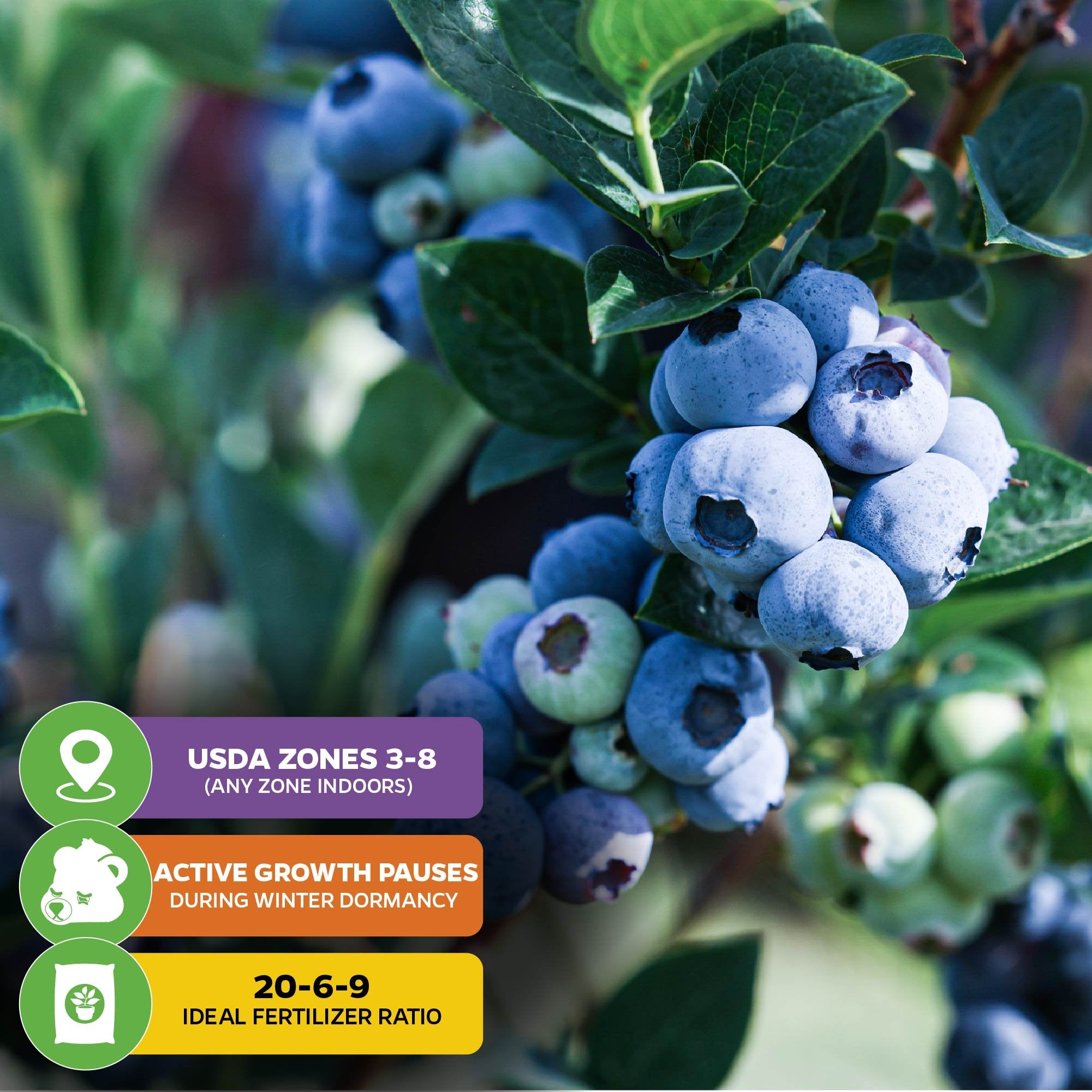 Close-up of ripe and unripe Top Hat Blueberry (Vaccinium augustifolium) by Wellspring Gardens: USDA Zones 3–8, winter dormancy pauses growth, ideal fertilizer 20-6-9—perfect for patio growers.