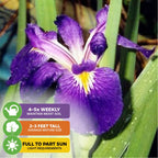 The Wellspring Gardens Louisiana Purple Iris features vibrant purple flowers and green leaves. Cold hardy, grows 2-3 ft, thrives in full to part sun. Water 4-5x weekly for moist soil—ideal for bog gardens.