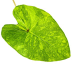 The Wellspring Gardens Morning Dew Elephant Ear (Colocasia esculenta) features a large, heart-shaped green leaf with variegated shades of green, reminiscent of classic Elephant Ears, shown isolated on a white background.