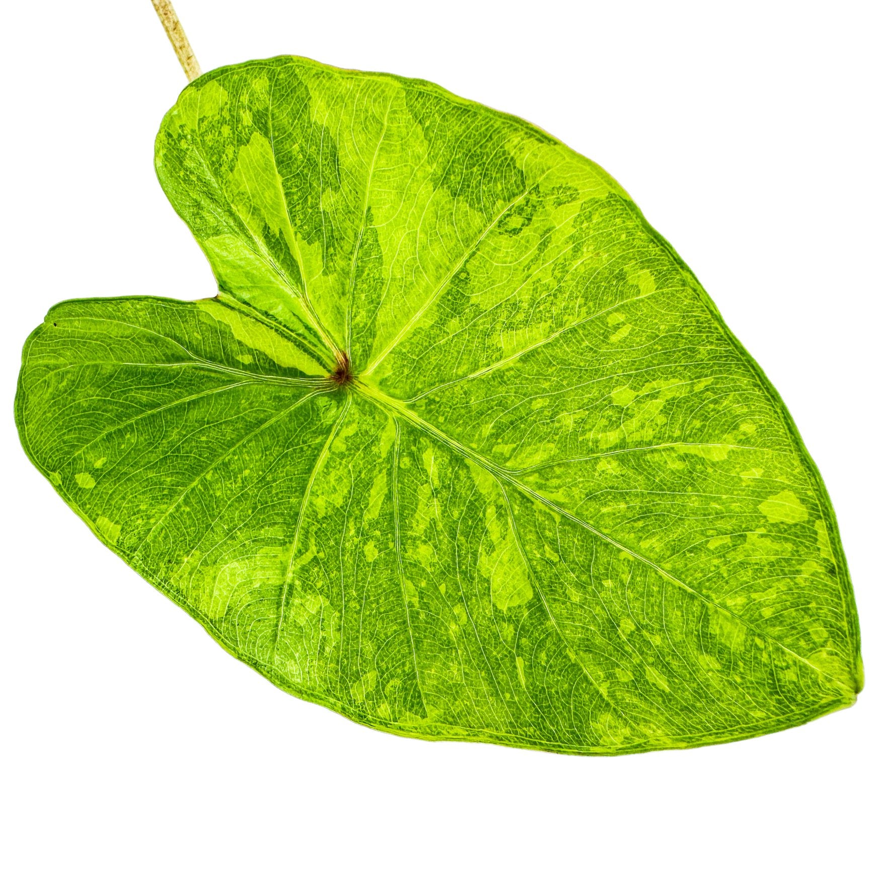 The Wellspring Gardens Morning Dew Elephant Ear (Colocasia esculenta) features a large, heart-shaped green leaf with variegated shades of green, reminiscent of classic Elephant Ears, shown isolated on a white background.