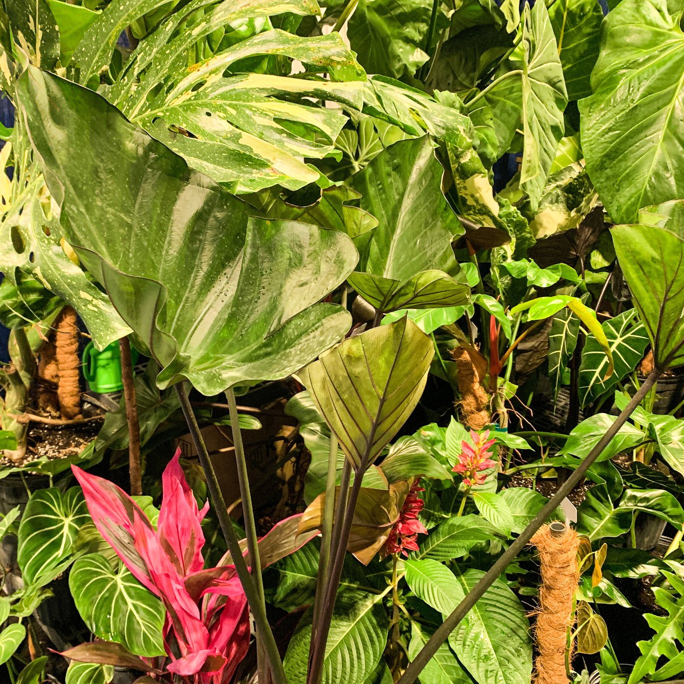 The Wellspring Gardens Bikini Tini Elephant Ear (Colocasia esculenta) boasts large cupped leaves, some variegated, that create a lush, exotic look in bright indirect light for a striking, jungle-like display.