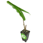 A Tigrina Elephant Ear (Alocasia tigrina) by Wellspring Gardens features a single long, wavy green leaf on a short stem in a small black plastic pot with a green and white logo on the front.