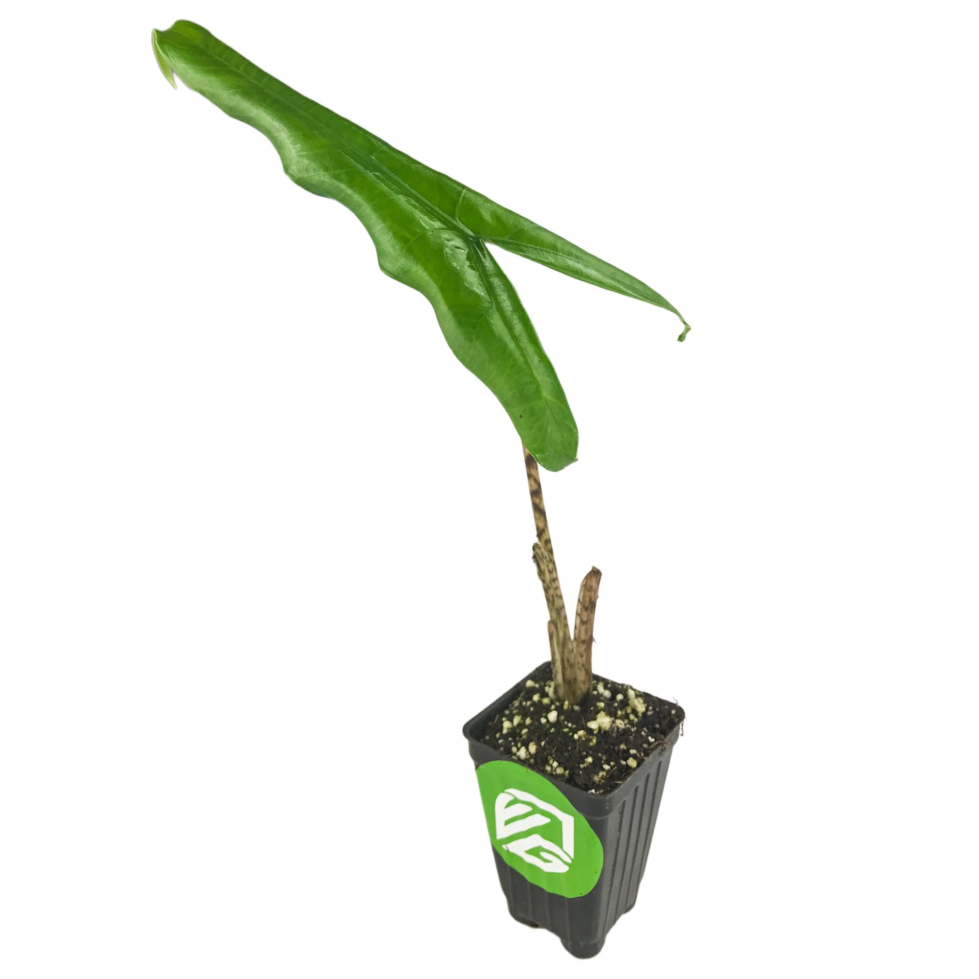 A Tigrina Elephant Ear (Alocasia tigrina) by Wellspring Gardens features a single long, wavy green leaf on a short stem in a small black plastic pot with a green and white logo on the front.
