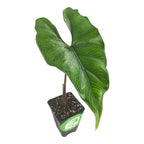 A single large, glossy green leaf with prominent veins grows from a Wellspring Gardens Purple Cloak Elephant Ear (Alocasia) plant in a black container filled with soil, set against a white background.