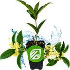 A Wellspring Gardens Tea Olive Tree (Osmanthus fragrans) sits in a black pot with a green and white VG logo, surrounded by yellow flowers and blue water splashes on a white background.