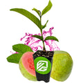 A Wellspring Gardens Barbie Pink Guava (Psidium guajava) plant in a pot with the green and white VG logo sits before a whole sweet guava and a sliced Barbie Pink Guava, surrounded by green leaves and a pink splash background.