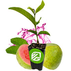 A Wellspring Gardens Barbie Pink Guava (Psidium guajava) plant in a pot with the green and white VG logo sits before a whole sweet guava and a sliced Barbie Pink Guava, surrounded by green leaves and a pink splash background.