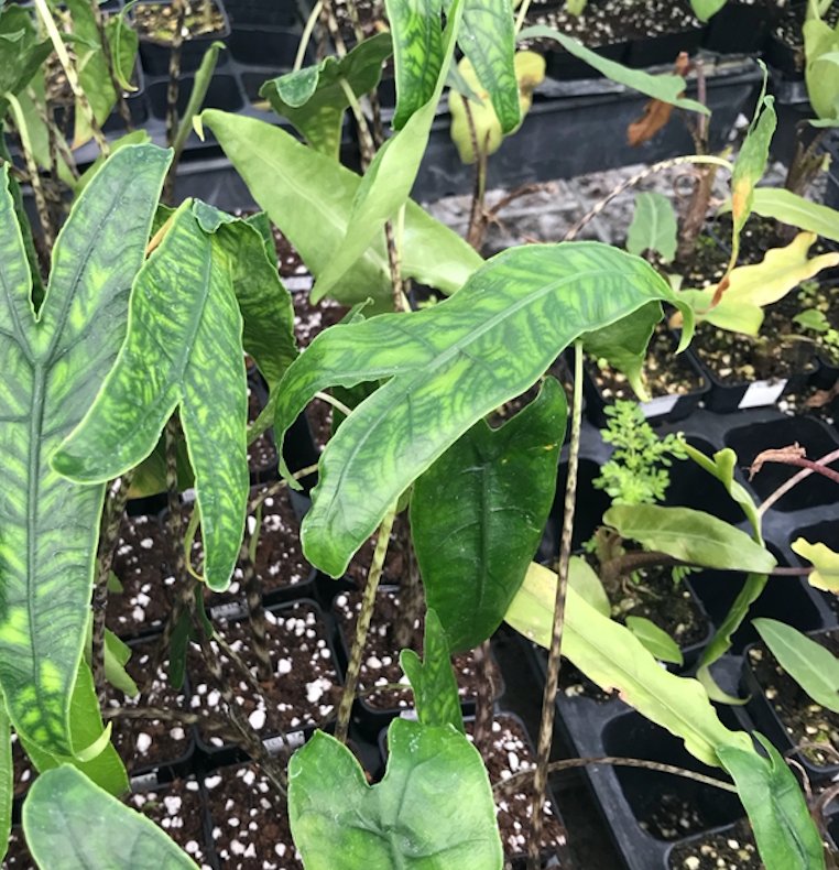 Long, wavy green leaves with prominent veins grow from Wellspring Gardens’ Reticulata Elephant Ear - Alocasia zebrina plants in black plastic trays filled with soil and perlite, displayed in a nursery or greenhouse.