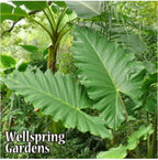 Boa Elephant Ear - Alocasia from Wellspring Gardens features large, glossy green leaves that stand upright for a lush, tropical look. Sunlight streams through the vibrant foliage. "Wellspring Gardens" is shown in the bottom left corner.
