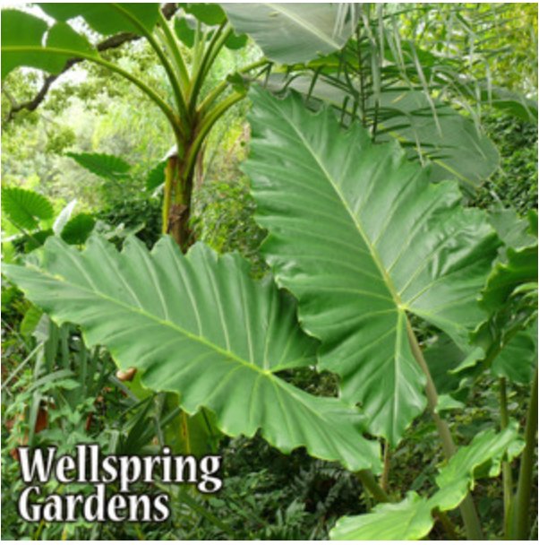 Boa Elephant Ear - Alocasia from Wellspring Gardens features large, glossy green leaves that stand upright for a lush, tropical look. Sunlight streams through the vibrant foliage. "Wellspring Gardens" is shown in the bottom left corner.