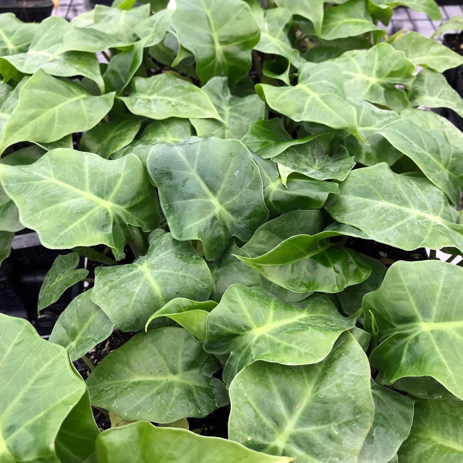 The Wellspring Gardens Low Rider™ Elephant Ear - Alocasia features dense clusters of green, arrow-shaped leaves with striking veins, making it ideal for container growing.
