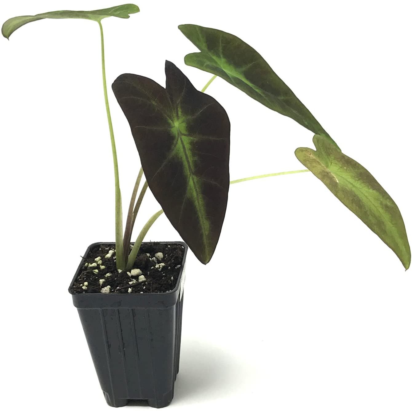 The Wellspring Gardens Black Beauty Elephant Ear (Colocasia antiquorum) features long black stems and large, dark green, arrow-shaped leaves with lighter green veins in a small black plastic container filled with soil.