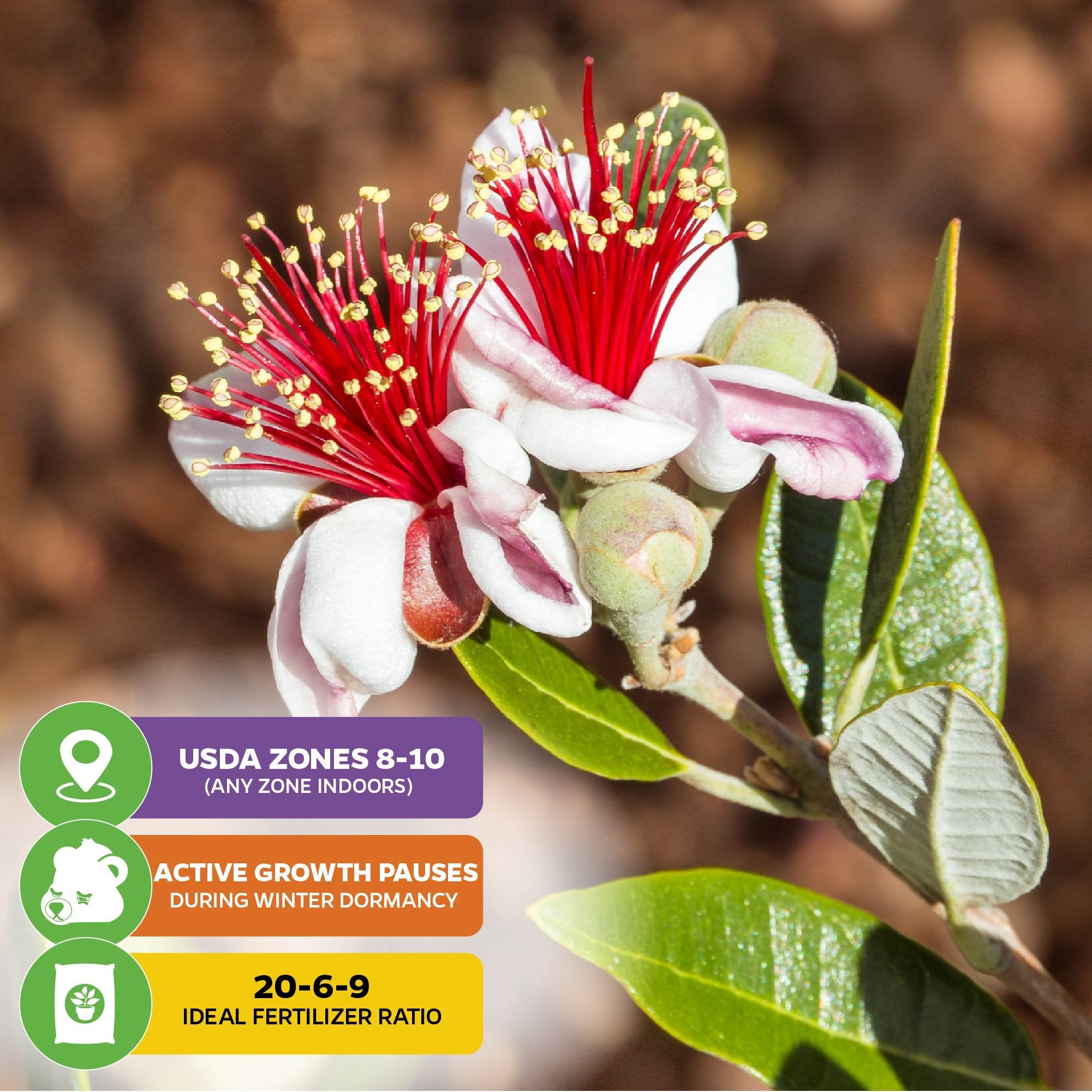 guava plant fertilizer Pineapple Guava (Feijoa)